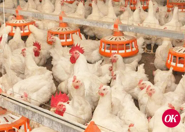Птицеводческое предприятие Кубани на 22% увеличило выработку продукции благодаря бережливым технологиям