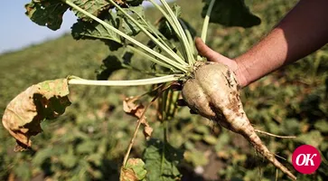 Сельхозпроизводители края увидели на Дне поля в Новокубанском районе лучшие гибриды отечественной селекции.
