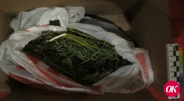 <strong>В Кавказском районе полицейские задержали подозреваемого в незаконном хранении конопли</strong>
