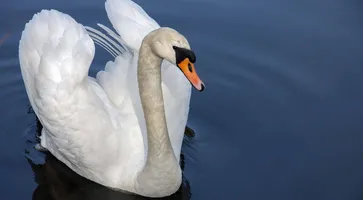 https://ognikubani.ru/wp-content/uploads/2021/05/ognikubani.ru-12