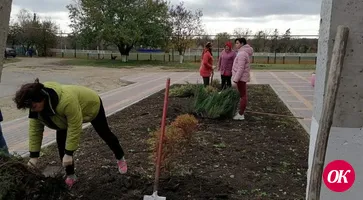 Работники Дома культуры поселка им.М.Горького высадили более 15 кустов можжевельника