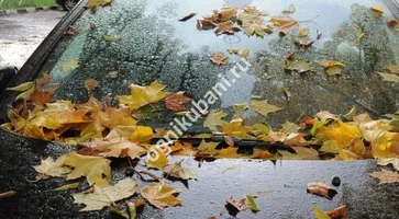 https://ognikubani.ru/wp-content/uploads/2019/11/1-8-876x420