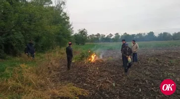 На берегу реки Челбас правоохранители уничтожили около 100 кустов наркосодержащих растений