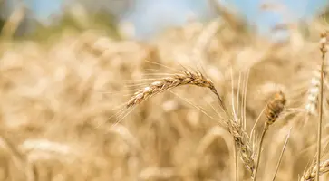 https://ognikubani.ru/wp-content/uploads/2023/03/ears-of-wheat-close-up-on-the-field_1