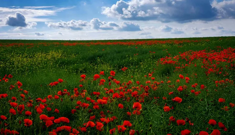 https://ognikubani.ru/wp-content/uploads/2020/06/ws_Great_Poppy_Field__Cloudy_Sky_1920x1200