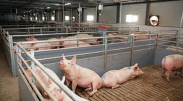 http://www.ognikuban.tw1.ru/wp-content/uploads/2017/05/15.07.2016_3pigs1