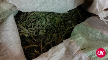 Полицейские изъяли марихуану и 112 растений конопли у 24-летнего жителя Кропоткина