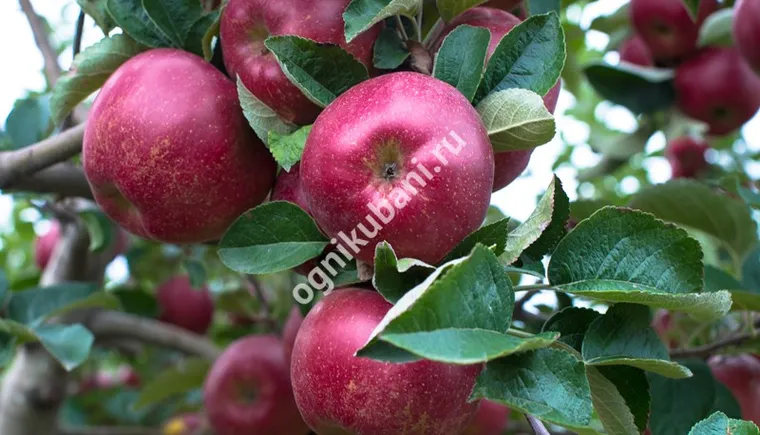 https://ognikubani.ru/wp-content/uploads/2019/11/732309fc5329f1fbfdc13ebbae591b4b
