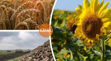 https://ognikubani.ru/wp-content/uploads/2019/09/b6365d5c-9661-4bb6-b9e0-be1105bda61d