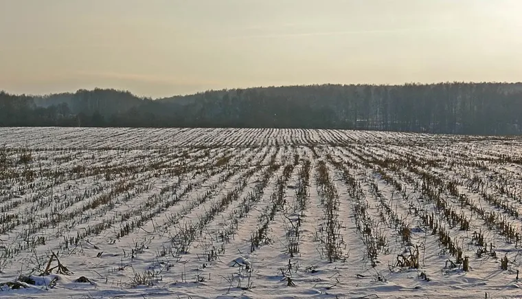 https://ognikubani.ru/wp-content/uploads/2019/12/R1_03_Snow_corn_field_SAE_20071202