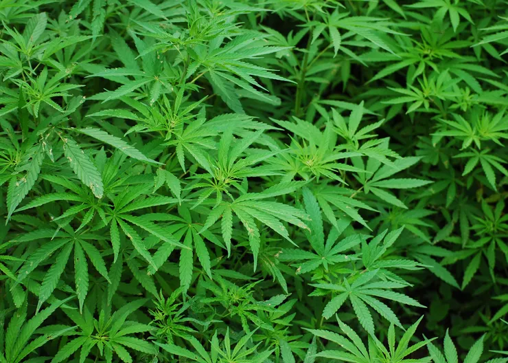 https://ognikubani.ru/wp-content/uploads/2022/07/nature-plant-leaf-flower-foliage-green-lush-color-medicine-plants-marijuana-cannabis-flowering-plant-land-plant-sweetscented-bedstraw-hemp-family-659402_1