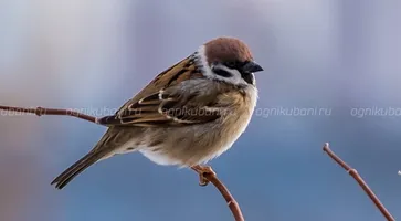 https://ognikubani.ru/wp-content/uploads/2020/02/DSF4404