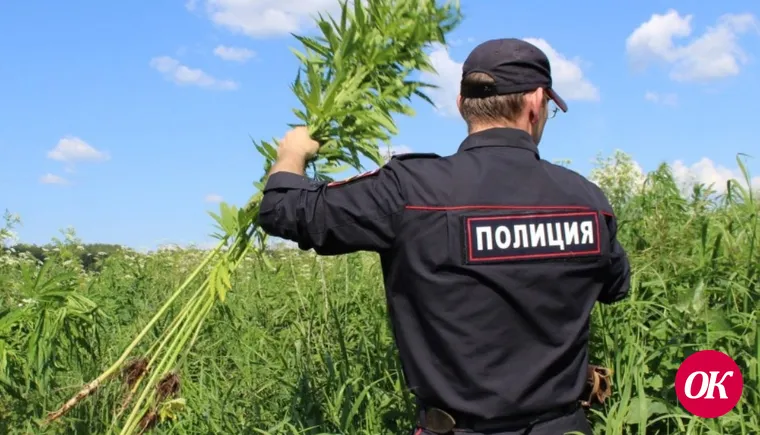 Полицейские изъяли 360 граммов марихуаны. Во время рейда уничтожено 3754 куста дикорастущего растения конопля
