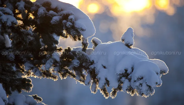 https://ognikubani.ru/wp-content/uploads/2020/02/zima-derevo-vetka-sneg-solnce