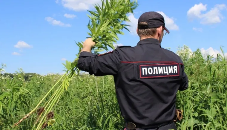 https://ognikubani.ru/wp-content/uploads/2023/08/уничтожение-конопли