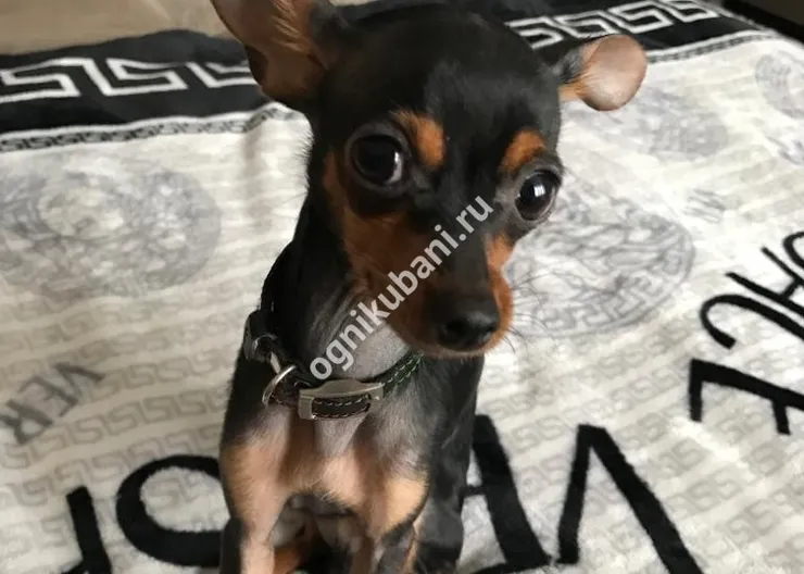https://ognikubani.ru/wp-content/uploads/2019/11/82ed4266-3338-42e4-a0df-a74be155ddd7