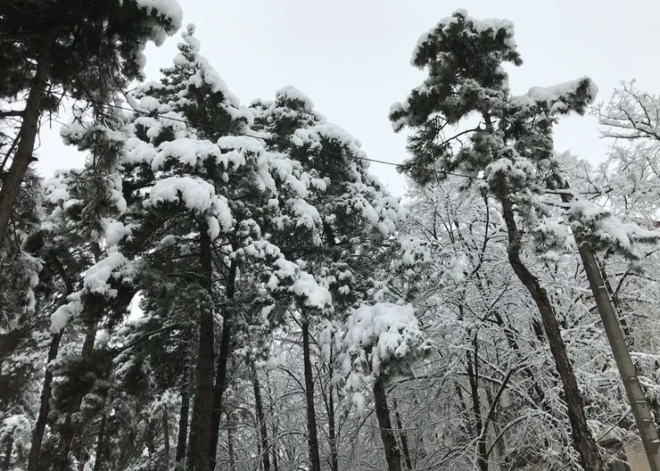 https://ognikubani.ru/wp-content/uploads/2021/01/IMG_3125