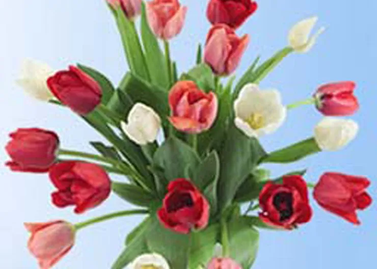 http://www.ognikuban.tw1.ru/wp-content/uploads/2015/03/73.3.buketik_sof0e