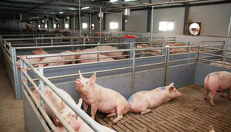 http://www.ognikuban.tw1.ru/wp-content/uploads/2017/05/15.07.2016_3pigs1
