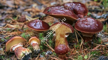https://ognikubani.ru/wp-content/uploads/2019/11/Suillus-clintonianus-2011-08-22-3473-03-Nina-Filippova