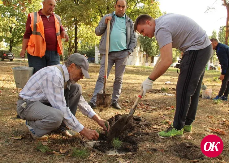 В Кропоткине появятся три кедровые аллеи
