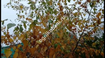 https://ognikubani.ru/wp-content/uploads/2019/10/WhatsApp-Image-2019-10-30-at-09.38.52