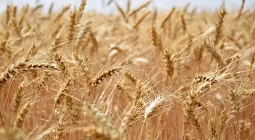 https://ognikubani.ru/wp-content/uploads/2023/01/growing-wheat-in-wind