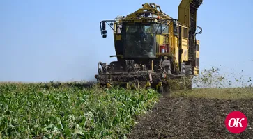 Сахарная свекла не дождалась дождя