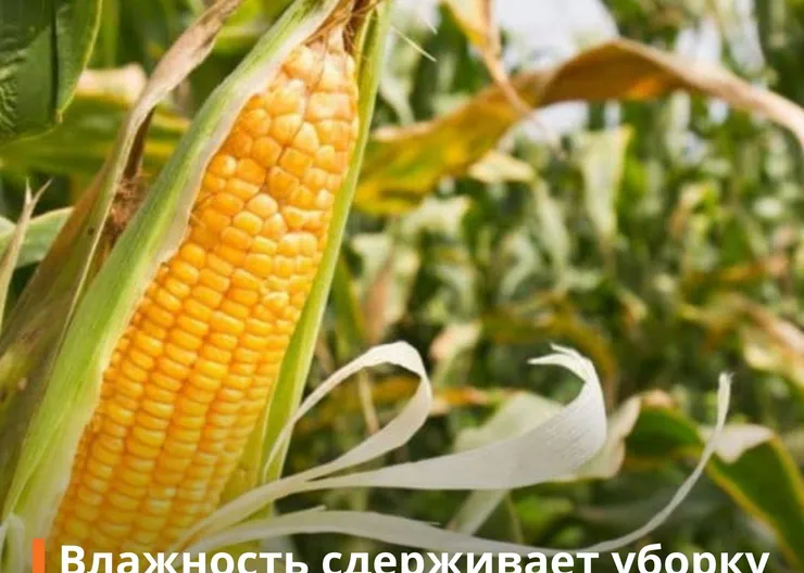 https://ognikubani.ru/wp-content/uploads/2021/08/оо-1-1