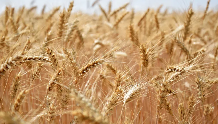https://ognikubani.ru/wp-content/uploads/2023/01/growing-wheat-in-wind