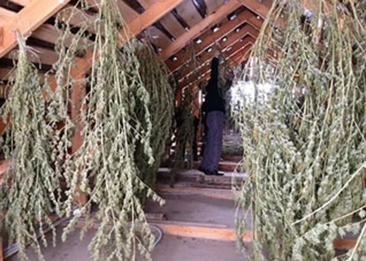 http://www.ognikuban.tw1.ru/wp-content/uploads/2017/08/inx960x64kannabis2323242320