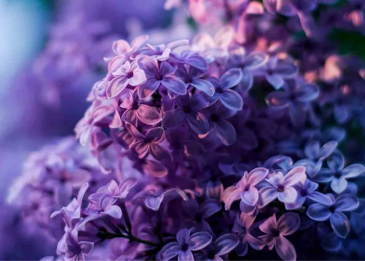 https://ognikubani.ru/wp-content/uploads/2021/04/ognikubani.ru-4-1