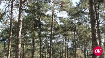 Какие перемены ждут знаменитый хвойный парк в городском микрорайоне №1?