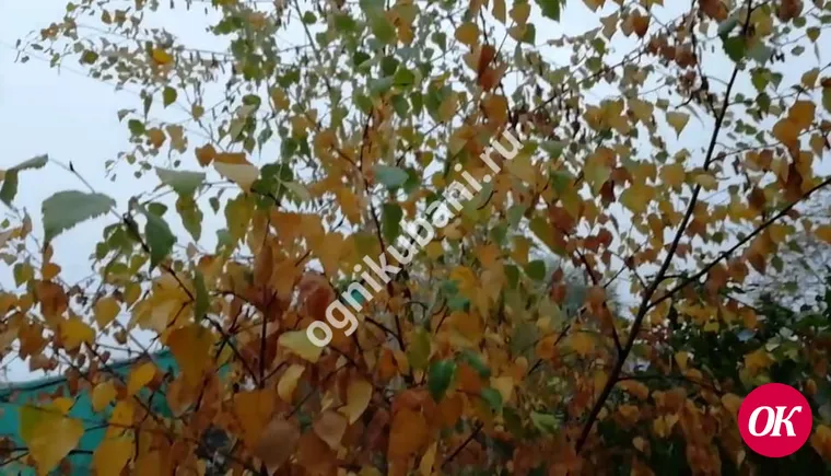 "ОК" спросили прохожих на улицах Кропоткина : "Как вам дождливая погода?"