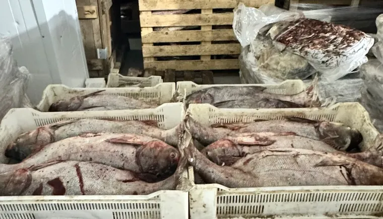В Кавказском районе полицейские пресекли незаконное производство рыбной продукции