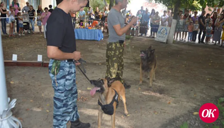 Красота собачья