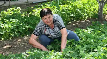 https://ognikubani.ru/wp-content/uploads/2020/06/сайт-3-1