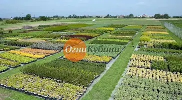 https://ognikubani.ru/wp-content/uploads/2019/10/i_11111