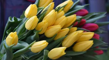 https://ognikubani.ru/wp-content/uploads/2022/03/ognikubani.ru-3-7