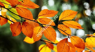 https://ognikubani.ru/wp-content/uploads/2019/11/fonstola.ru-149101