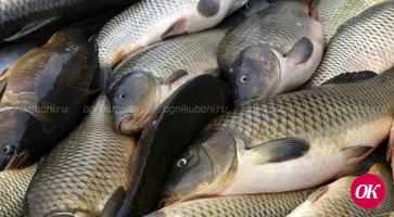 Производство товарной рыбы на Кубани выходит на лидирующие позиции