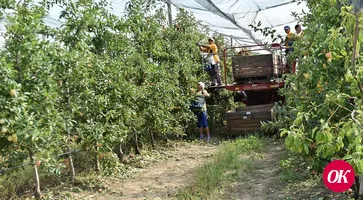 В Краснодарском крае с начала года собрано более 8,8 тыс. тонн фруктов и ягод