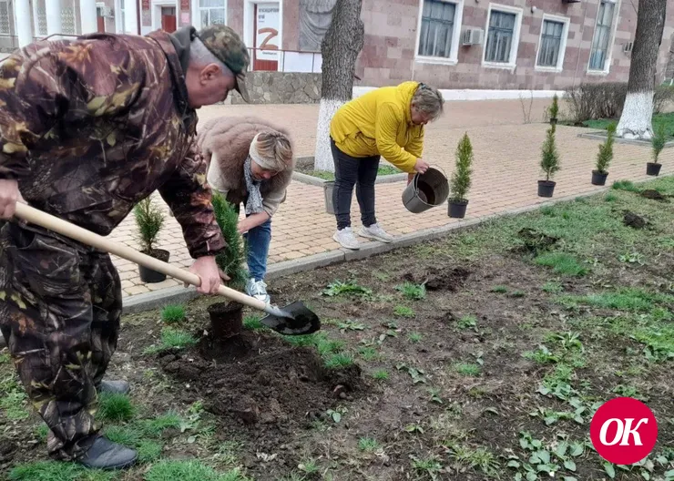 Саженцы туи высадили рядом с Домом культуры в станице Темижбекской