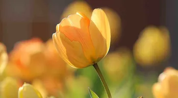 https://ognikubani.ru/wp-content/uploads/2021/04/ognikubani.ru-81