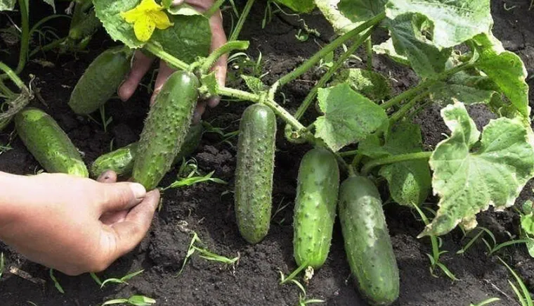 https://ognikubani.ru/wp-content/uploads/2022/07/skolko-rastut-ogurcy-1_1