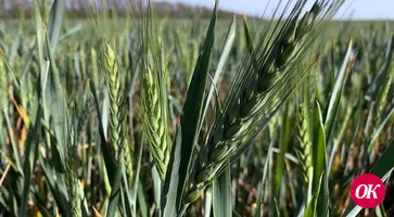 На Кубани из-за неблагоприятной погоды гибель озимых культур зафиксирована на территории свыше 45 тыс. гектаров