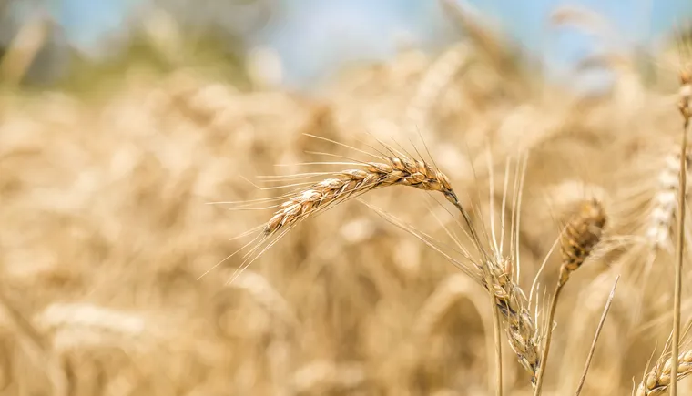 https://ognikubani.ru/wp-content/uploads/2023/03/ears-of-wheat-close-up-on-the-field_1