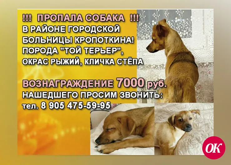 Пропала собака