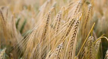 https://ognikubani.ru/wp-content/uploads/2020/06/agriculture-barley-blur-close-up-countryside-cropland-crops-farm-farmland-field-gold-grains-grass-growth-harvest-landscape-outdoors-plants-rural-rye-seeds-straw-wheat-wheat-field-1490549