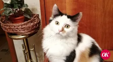 Примите в дом красивую кошку